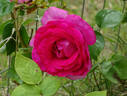 Manou Meilland rose photo