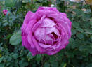 Mauve Melodee rose photo