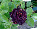 Memphis Music rose photo