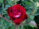 Midnight Magic ™ rose photo