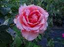 Mondiale ® rose photo