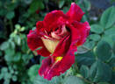 Monte Carlo Country Club rose photo