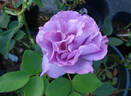 Moon Shadow ™ rose photo