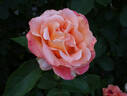 Morange rose photo