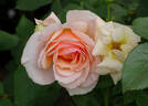 Mother of Pearl ™ rose photo