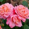Reminiscent Coral ™ rose photo