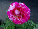 Neil Diamond rose photo