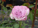 Nicole Carol Miller ™ rose photo