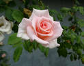 Nicolette rose photo