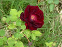 Nigrette rose photo