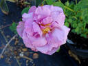 Nimbus rose photo