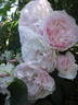 Lady Salisbury rose photo