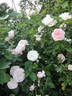 Lady Salisbury rose photo