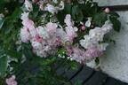 Brenda Colvin rose photo