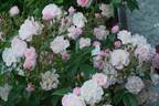 Brenda Colvin rose photo