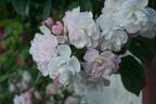 Brenda Colvin rose photo
