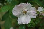 Fimbriata rose photo