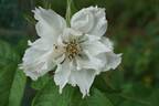 Fimbriata rose photo