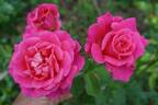 Dornröschen rose photo
