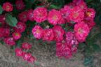 Robin Hood rose photo