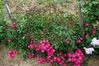 Robin Hood rose photo