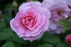 Fritz Nobis rose photo