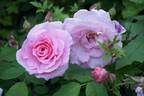 Fritz Nobis rose photo