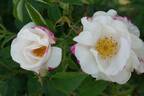 Hebe's Lip rose photo