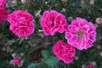 La Belle Distinguée rose photo