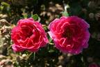 La Belle Distinguée rose photo