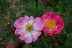 Meg Merrilies rose photo