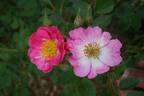 Meg Merrilies rose photo