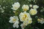 Old Yellow rose photo