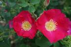 <i>Rosa arkansana</i> Porter rose photo