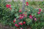 <i>Rosa arkansana</i> Porter rose photo