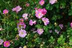 <i>R. aunieri</i> rose photo
