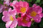 <i>R. aunieri</i> rose photo