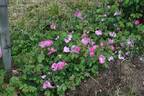 <i>R. aunieri</i> rose photo