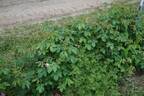 R. gallica rose photo