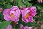 <i>Rosa recondita</i> Pugl. Synonym rose photo