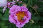 <i>Rosa recondita</i> Pugl. Synonym rose photo