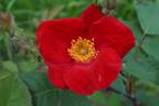 Scharlachglut rose photo