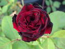 Obsession rose photo