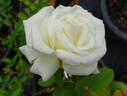 Opulence rose photo