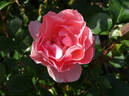 Passionate Kisses rose photo