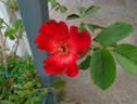 Paul Ecke, Jr. ™ rose photo