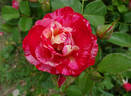 Peppermint Twist rose photo