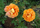 Persian Sunset ™ rose photo