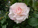 Pop Warner rose photo