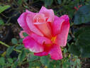 President Herbert Hoover rose photo
